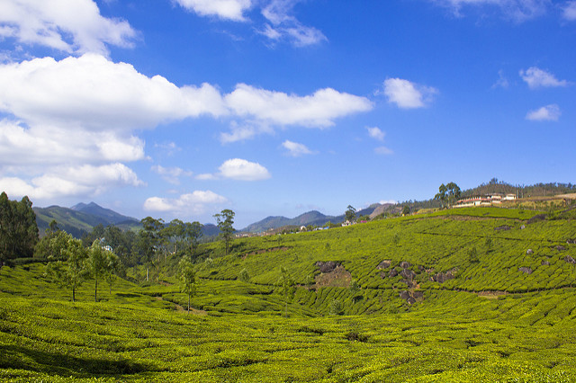 Munnar_Blue_Bird_Travels Munnar_Blue_Bird_Travels
