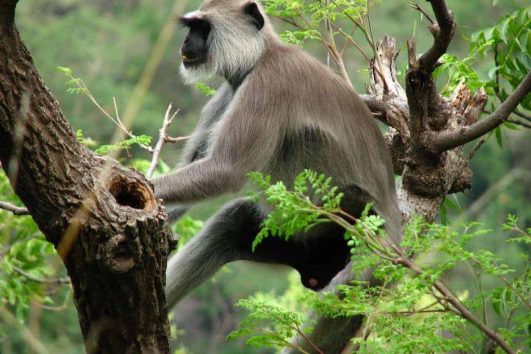 Eravikulam National Park