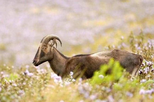 The Nilgiri