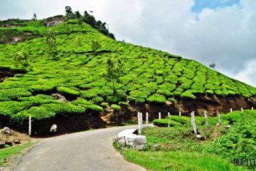 Kochi to Munnar tour packages.