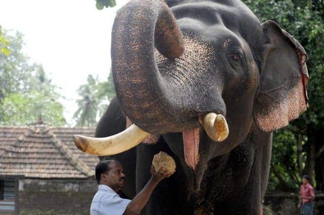 Top 10 Must See Attractions of Thrissur 3