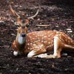 thrissur-zoo