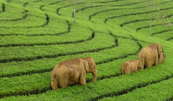 Top 10 Munnar Tourist Places & Sightseeing 46 munnar-tea-garden