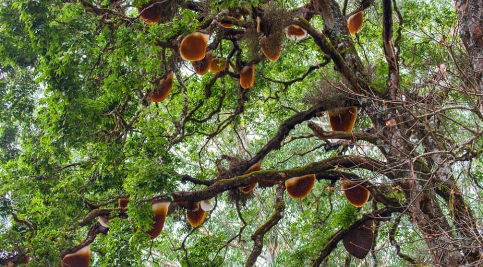 Honey Tree