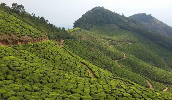 Top 10 Munnar Tourist Places & Sightseeing 52 kolukkumalai-tea-estate