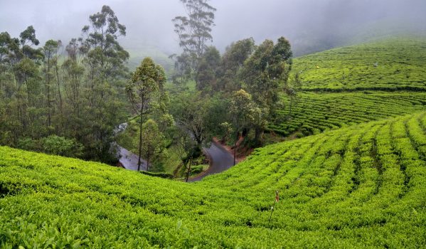 Top 10 Munnar Tourist Places & Sightseeing 51 photo-point