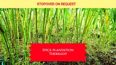 Kochi Munnar Thekkady Alleppey Poovar Taxi Package (7 days) 13