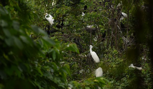 kumarakom-bird-sanctuary