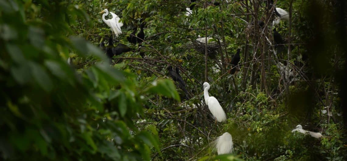 Kumarakom Bird Sanctuary Observatory Tower