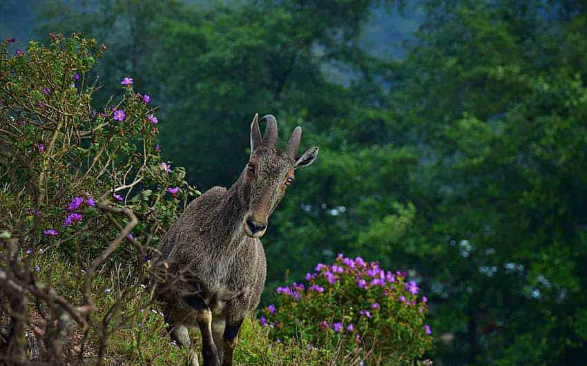 Eravikulam National Park