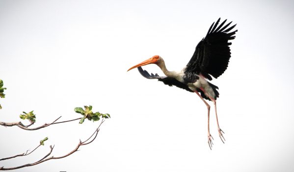 Black stork at Kumarakom Bird Sanctuary